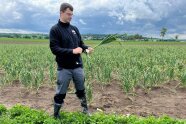 Ein Mitarbeiter hält eine Knoblauchpflanze in der Hand auf dem Feld.
