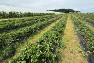 Auf dem Feld Erdbeerpflanzen mit Mulchfolien abgedeckt, daneben Folientunnel.