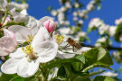 Eine Honigbiene auf einer Apfelblüte