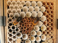 Aus Papierröllchen können einfache Nistmöglichkeiten für Wildbienen geschaffen werden.