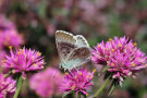Ein Schmetterling auf einer rosa Blüte