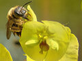 Eine Biene ist auf einer gelben Blüte