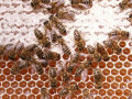 Mehrere Bienen sind auf einer Honigwabe