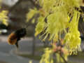 Die Gehörnte Mauerbiene Osmia cornuta gehört zu den Wildbienenarten.