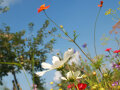 Bunte Blüten vor blauem Himmel