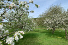 Bäume in Blüte auf einer Streuobstwiese