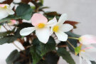 Die Begonie Eva mit rosa-weiß-apricotfarbenen Blüten