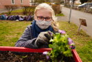 Eine Schülerin beim pflanzen von Kräutern.