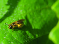 Eine Wildbiene sitzt auf einem Weinblatt.