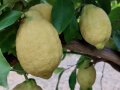 Mehrere Zitronen am Baum