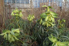Eine blühende Nieswurz im Schaugarten der LWG