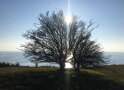 Ein Baum steht auf einer Wiese mit der Sonne in der Krone