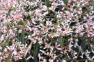 Der Zauberschnee Marie mit rosafarbenen Blüten