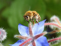 Eine Biene ist auf einer Blüte