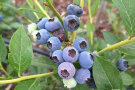 Blaubeeren am Strauch