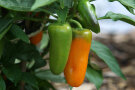 Grüne und orangefarbene Paprika