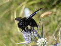 Eine schwarze Biene ist auf einer Blume