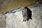 Eine Fledermaus an einer Wand