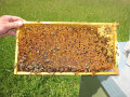 Honigbienenwabe mit eingelagertem Pollen