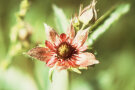 Eine rote Blüte des Sumpf-Blutauges