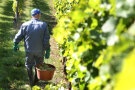 Ein Erntehelfer läuft mit einem Eimer voller Trauben durch den Weinberg.