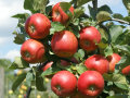 Mehrere Äpfel der Sorte "Roter Aloisius" hängen am Baum 