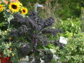 Sonnenblumen, Tomaten, Kartoffeln 
