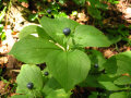 Einbeere mit Blättern und dunkelblauer Frucht auf dem Waldboden.