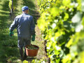 Ein Mann läuft mit einem Eimer voll Trauben durch den Weinberg