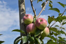 Mehrere Äpfel hängen am Baum