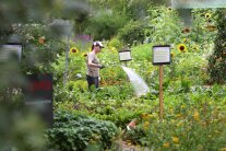 Eine LWG-Mitarbeiterin gießt die Pflanzen im Schaugarten