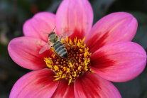 Honigbiene auf pinker Blüte
