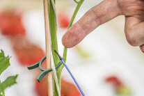 Ein Finger zeigt auf einen kleinen Sensor am Tomatenstiel.