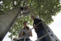 Dr. Liu und eine Mitarbeiterin befestigen einen Verteiler direkt am Baumstamm.