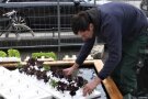 Person pflanzt Salate in ein Wasserbeet