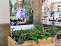 Hochbeet aus Holz mit verschiedenen Blattgemüsen