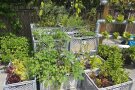 Kistengarten mit Kräutern und Salaten