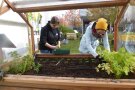 Studentinnen pflanzen Feldsalat im Minigewächshaus