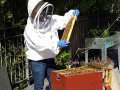 Eine Imkerin steht neben einem Bienenstock und hält eine Wabe in der Hand.