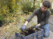Florian Demling kniet vor einer Kiste mit Ingwerpflanzen.