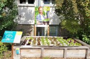 Hydroponikbecken im Urban Gardening Demonstrationsgarten in Bamberg_
