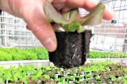 Hydroponik: Salatjungpflanzen wurzeln in die Nährlösung