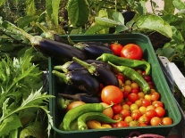 Geerntete Tomaten, Paprika und Auberginen liegen in einem Korb.