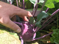 Eine Hand fasst an einen Kohlrabi der in einem Hochbeet aus Holz wächst.