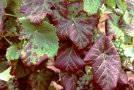 Laubwand eines Rotweins mit dunkelrot verfärbten Blättern, mindestens die Adern noch grü