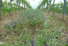 Zeilenbegrünung mit lila blühender Wicke und abgetrockneten Getreidehalmen