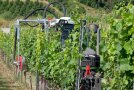 Ein Weinbergstraktor im Weinberg, ein Bearbeitungsarm greift über die Rebzeile