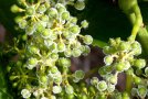 Junge Beerchen einer Weintraube mit körnig weißem Überzug, der Sporulation der Peronospora