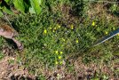 Krautige Pflanze mit gelben Blüten wächst am Fuße eines Rebstockes