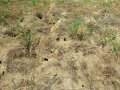 Trockener Boden mit verdorrter Begrünung mit zahlreichen Löchern